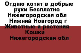 Отдаю котят в добрые руки.Бесплатно - Нижегородская обл., Нижний Новгород г. Животные и растения » Кошки   . Нижегородская обл.